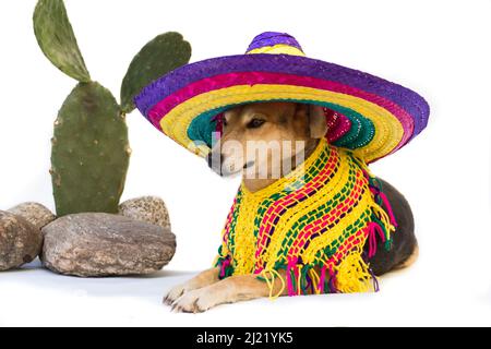 Chien habillé d'un grand chapeau mexicain et poncho Banque D'Images