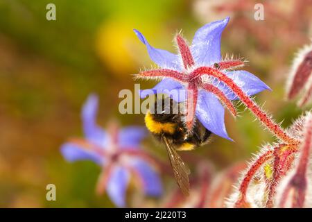 Bomblebee à queue de buffle (Bombus terrestris) prenant le nectar de Borago officinalis, concept entomologique. Banque D'Images