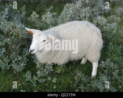 Photo d'un mouton blanc entouré de verdure d'un arbuste de bleuets en Norvège Banque D'Images