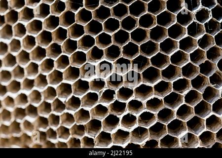 Un gros cliché d'un nid vide ou d'une ruche de grands paper Wasps, Polistes gallicus, dans la campagne maltaise. Forme en nid d'abeille, avec une précision parfaite Banque D'Images