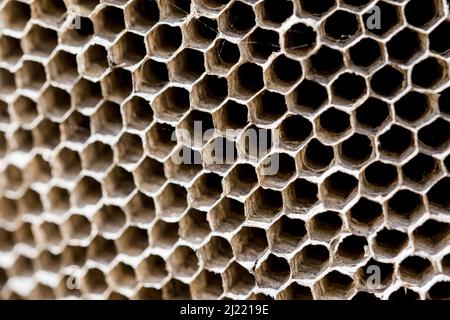 Un gros cliché d'un nid vide ou d'une ruche de grands paper Wasps, Polistes gallicus, dans la campagne maltaise. Forme en nid d'abeille, avec une précision parfaite Banque D'Images