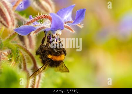 Bomblebee à queue de buffle (Bombus terrestris) prenant le nectar de Borago officinalis, concept entomologique. Banque D'Images