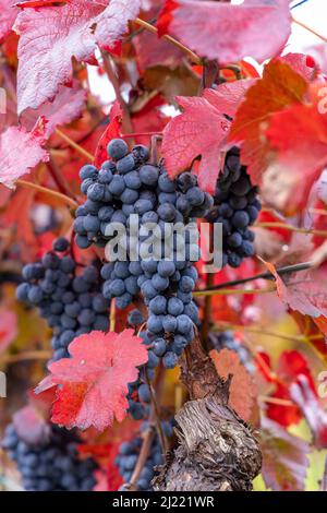 Raisins bleus Alibernet en automne vignoble, Moravie du Sud, République Tchèque Banque D'Images