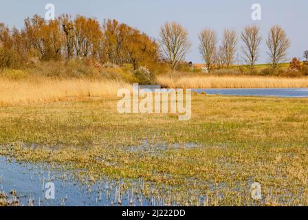 Un marécage sur la rive d'un plan d'eau debout est un paradis naturel idyllique en Allemagne Banque D'Images