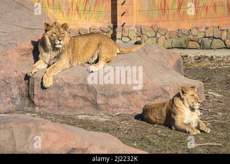 Les lions se détendent un jour ensoleillé dans le zoo Banque D'Images