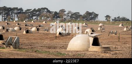 Panorama d'un grand champ avec beaucoup de gousses de porc avec un au premier plan et un cochon au repos Banque D'Images