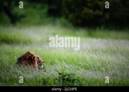 Un lion mâle, Panthera leo, repose dans une grande herbe verte Banque D'Images