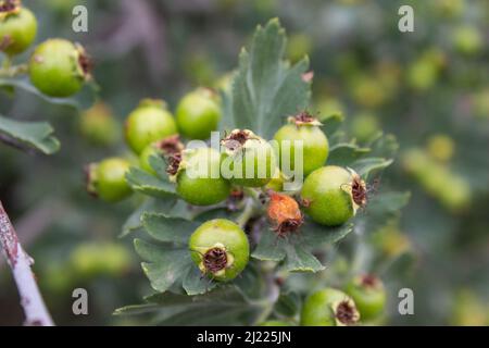 Baies de Hawthorn sur la brousse. Fruits aubépine verts non mûrs, gros plan. Banque D'Images