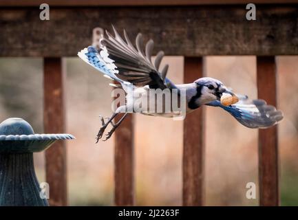 Bluejay trouve une arachide et prend le vol Banque D'Images