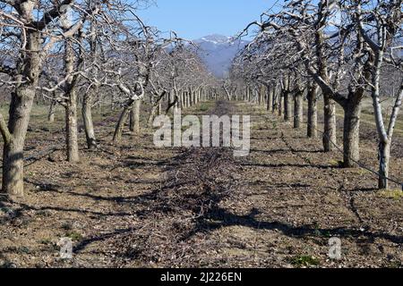 Élaguer les pommiers dans un verger. Banque D'Images