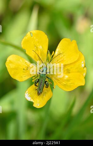 Beetle de fleur à pattes épaisses (Oedemera nobilis) reposant sur la fleur de coupe de beurre, Herefordshire, Angleterre, juin Banque D'Images