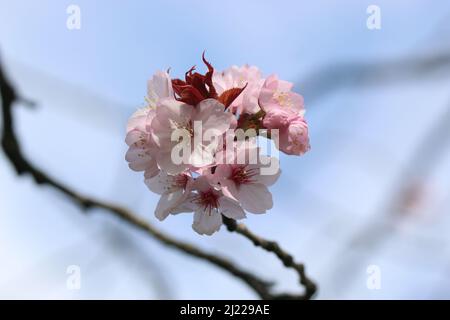 Une photographie de fleurs sur un nouvel arbre à Manchester, à l'aube du printemps. Banque D'Images