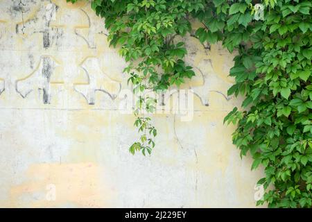 Ivy laisse le mur sur un fond blanc. Banque D'Images