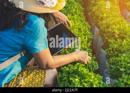 Main de la femme jardinier recherche et de vérifier la qualité de la laitue de chêne vert frais avec un comprimé numérique dans la ferme biologique. Contrôle agricole asiatique sur Green Oak L. Banque D'Images