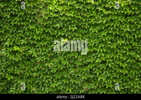 Mur de lierre vert. Texture ou arrière-plan. Beaucoup de feuilles Banque D'Images