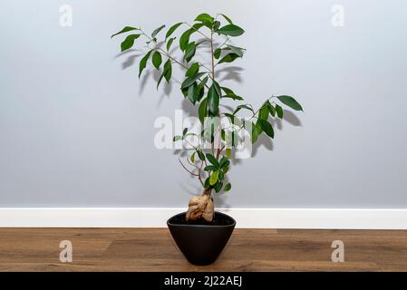 Un magnifique, grand bonsaï arbre dans un pot noir avec conditionneur de fleur liquide, debout sur des panneaux de vinyle. Banque D'Images