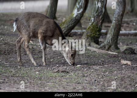 Photo sélective d'un bébé cerf paître dans une forêt Banque D'Images