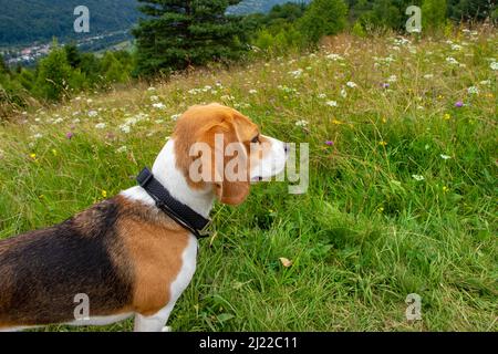 Chien Beagle debout sur l'herbe verte en regardant dans la distance. Banque D'Images