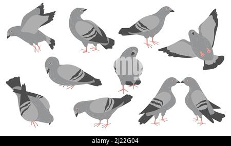 Jeu d'icônes plates de pigeons de dessin animé. Adorable troupeau de colombes grises de ville volant, debout, dormant, pecking collection d'illustrations vectorielles. Oiseaux et faune conce Illustration de Vecteur