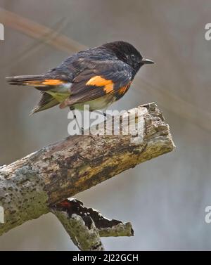 A vertical of a Male American Redstart, Setophaga ruticilla, vue rapprochée Banque D'Images