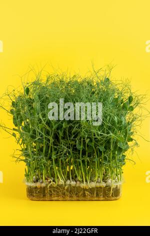 Jeunes pousses juteuses de pois micro-verts gros plan sur fond jaune. La culture des graines à la maison. Production de vitamines nutritio Banque D'Images