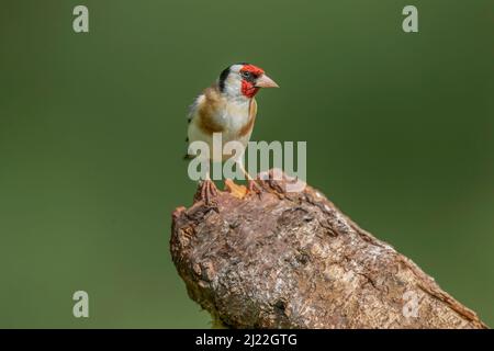 Goldfinch perché sur une bûche Banque D'Images