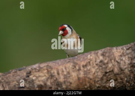 Goldfinch perché sur une bûche Banque D'Images