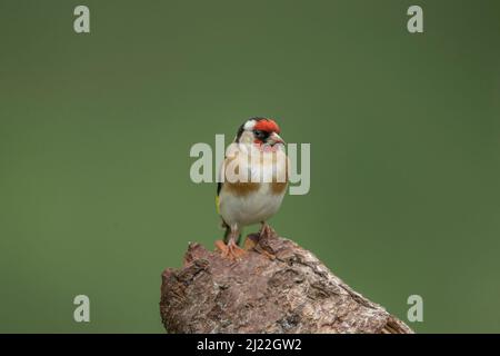 Goldfinch perché sur une bûche Banque D'Images