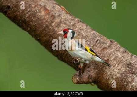 Goldfinch perché sur une bûche Banque D'Images