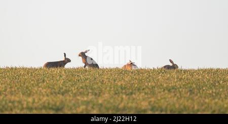 Quatre hares brunes , se sont assis à l'horizon contre une interaction ciel bleu et montrant le comportement de la cour. Suffolk, Royaume-Uni Banque D'Images