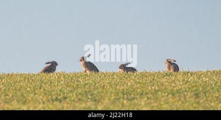 Quatre hares brunes , se sont assis à l'horizon contre un ciel bleu montrant le comportement de la cour. Suffolk, Royaume-Uni Banque D'Images