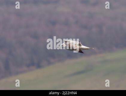 Un goéland argenté juvénile (Larus argentatus ) en vol contre une toile de fond boisée. Sussex , Royaume-Uni Banque D'Images