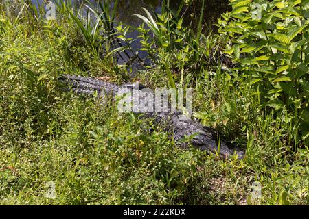 L'alligator américain est visible dans le parc national des Everglades Banque D'Images