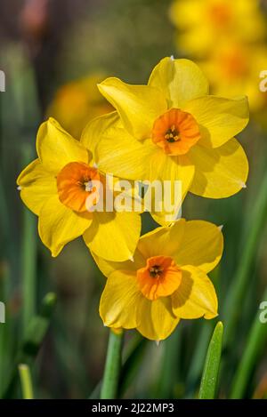 Gros plan du cultivar de jonquille jaune Narcisse cyclamineus Aube dorée avec un corona orange centrale en fleur au printemps Banque D'Images