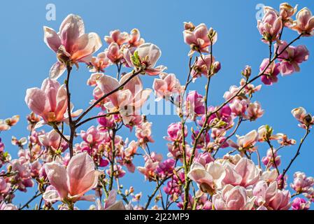 Floraison Rose clair / Magnolia veitchii haricot, hybride entre M. campbellii et M. denudata montrant des fleurs roses au printemps Banque D'Images