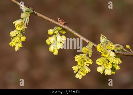 Gros plan de la branche avec des fleurs jaunes de noisette d'hiver (Corylopsis glabrescens) en pleine floraison, originaire du Japon et de la Corée Banque D'Images