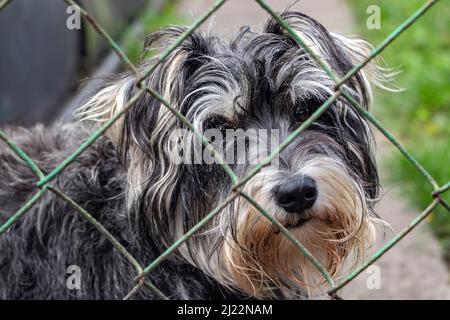 Zwergschnauzer. Gros plan sur les yeux tristes d'un chien derrière les barreaux. Un chien dans un abri pour animaux Banque D'Images