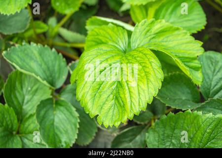 Feuille de fraise vert art, feuilles de fraise, fond de feuilles de fraise sauvage. Banque D'Images