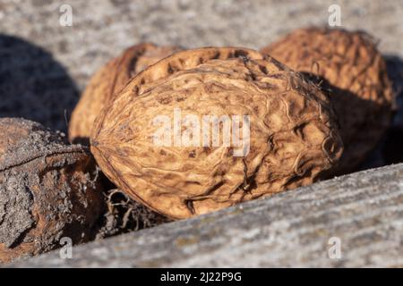 Noix mûres et non mûres sur la souche de l'arbre. Fruits de noyer. Noix sèches non mûres et mûres. Noix crues en noix sèches. Banque D'Images