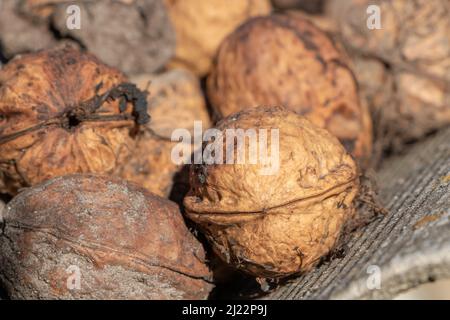Noix mûres et non mûres sur la souche de l'arbre. Fruits de noyer. Noix sèches non mûres et mûres. Noix crues en noix sèches. Banque D'Images