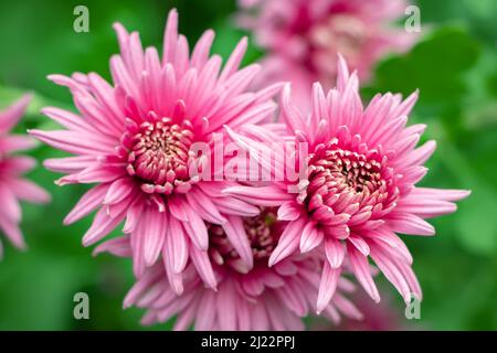 Bouquet de fleurs de chrysanthème rose et bouts blancs sur leurs pétales. Motif chrysanthème dans le parc de fleurs. Grappe de fleurs de chrysanthème rose violet Banque D'Images