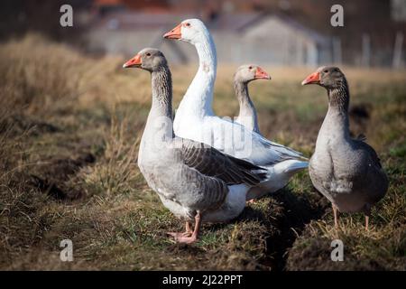 Troupeau d'oies, famille des oies de la race 'Österreichische Landgans', une espèce d'oies en voie de disparition originaire d'Autriche Banque D'Images