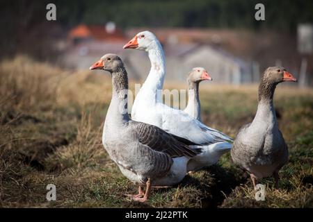 Troupeau d'oies, famille des oies de la race 'Österreichische Landgans', une espèce d'oies en voie de disparition originaire d'Autriche Banque D'Images