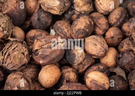 Noix mûres et non mûres sur la souche de l'arbre. Fruits de noyer. Noix sèches non mûres et mûres. Noix crues en noix sèches. Banque D'Images