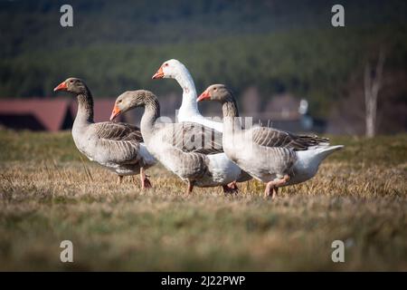 Troupeau d'oies, famille des oies de la race 'Österreichische Landgans', une espèce d'oies en voie de disparition originaire d'Autriche Banque D'Images