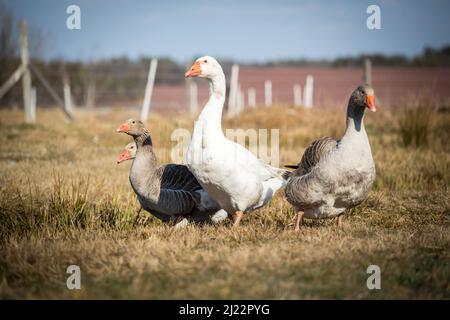 Troupeau d'oies, famille des oies de la race 'Österreichische Landgans', une espèce d'oies en voie de disparition originaire d'Autriche Banque D'Images