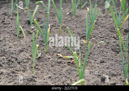 Le poireau (Allium porrum) pousse dans un potager en mai Banque D'Images