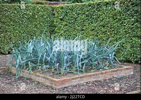 Le poireau (Allium porrum) pousse dans un lit de briques surélevé dans un potager en septembre Banque D'Images