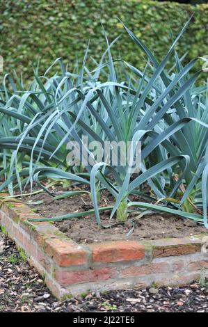 Le poireau (Allium porrum) pousse dans un lit de briques surélevé dans un potager en septembre Banque D'Images