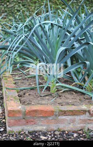 Le poireau (Allium porrum) pousse dans un lit de briques surélevé dans un potager en septembre Banque D'Images